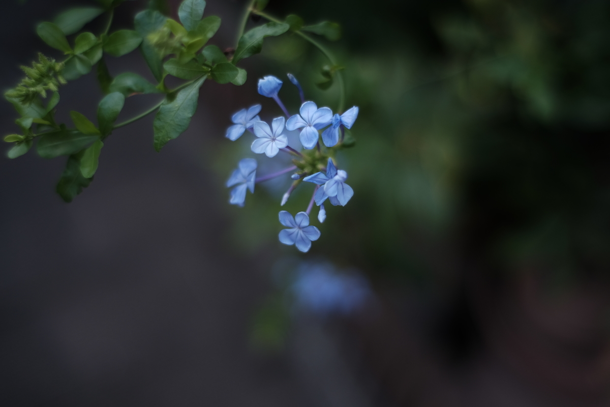 f:id:PapasCamera:20210721125023j:plain