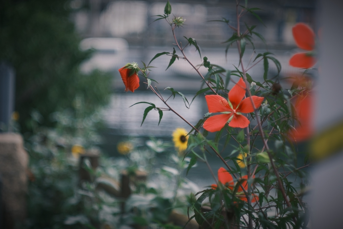 f:id:PapasCamera:20210823124345j:plain