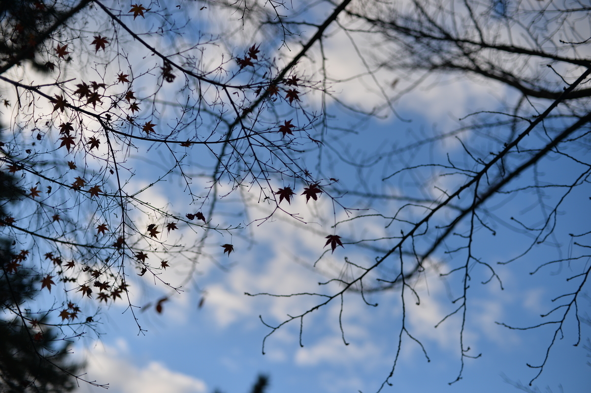 f:id:PapasCamera:20211202122922j:plain