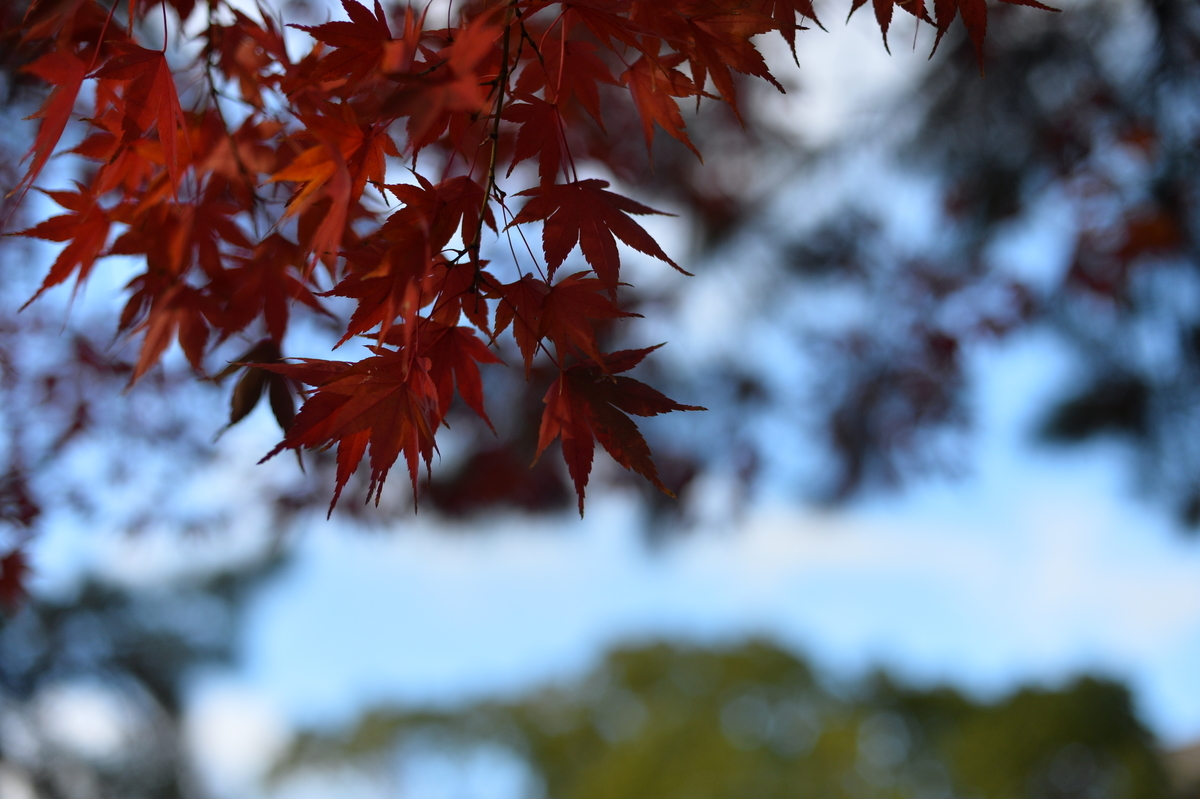 f:id:PapasCamera:20211202123011j:plain