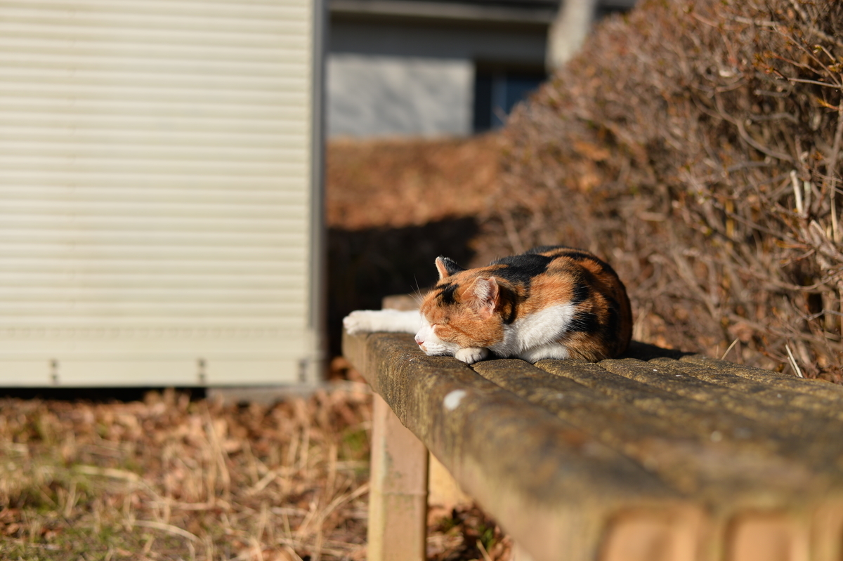 f:id:PapasCamera:20220105124426j:plain