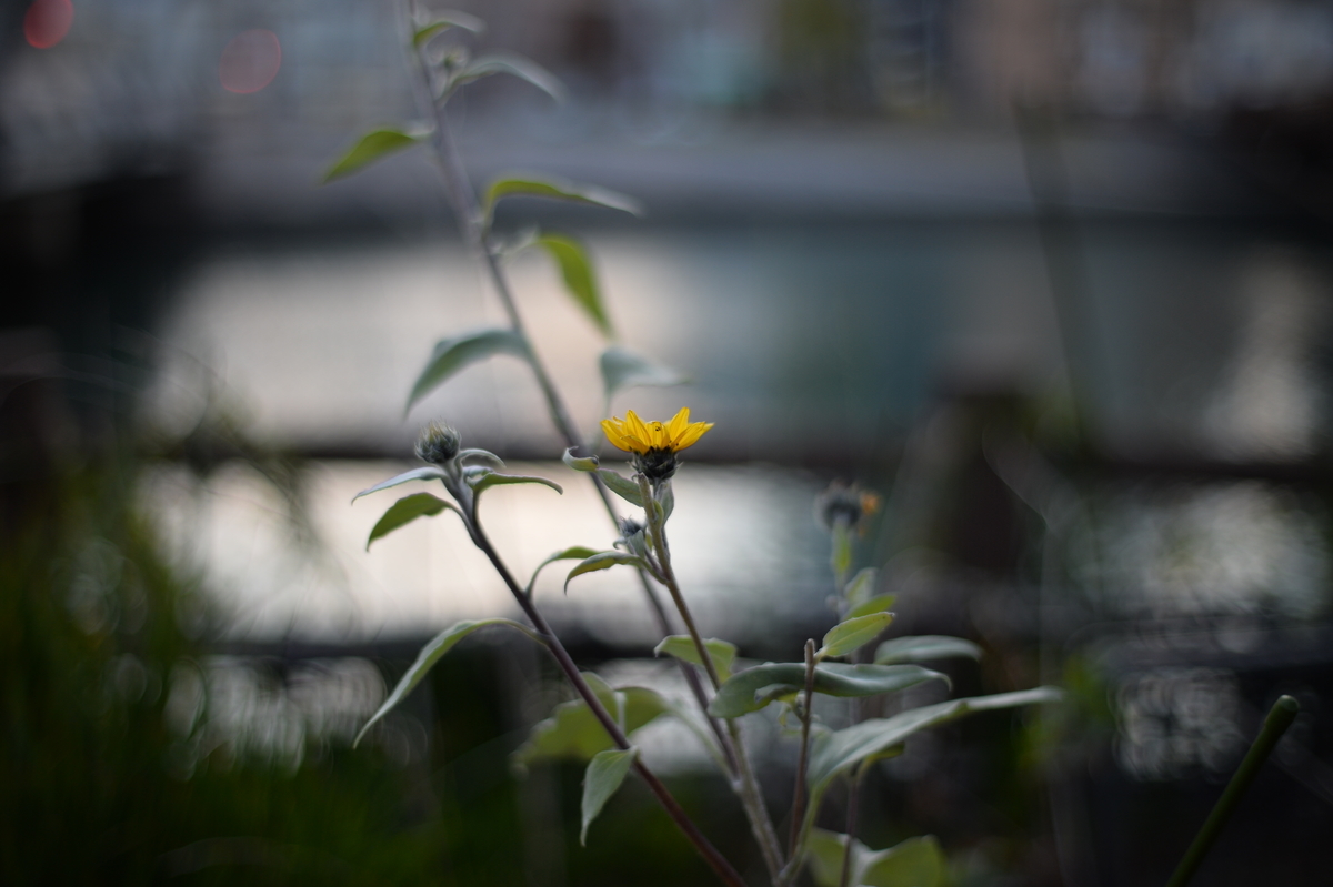 f:id:PapasCamera:20220105125352j:plain