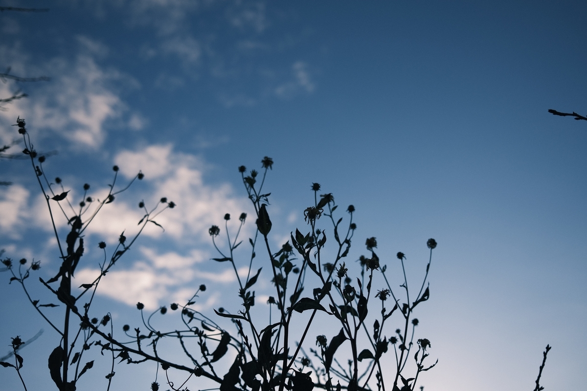 f:id:PapasCamera:20220111130011j:plain