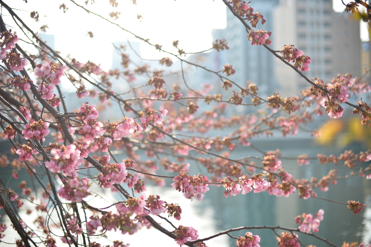 f:id:PapasCamera:20220311162630j:plain