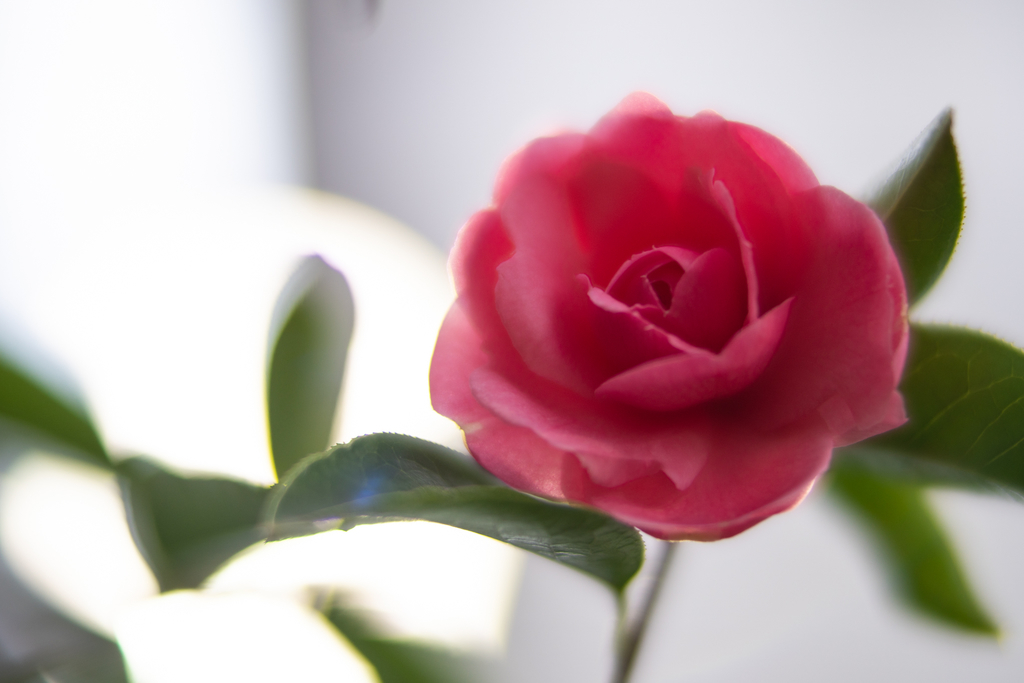 f:id:Paradisia:20190217165021j:plain