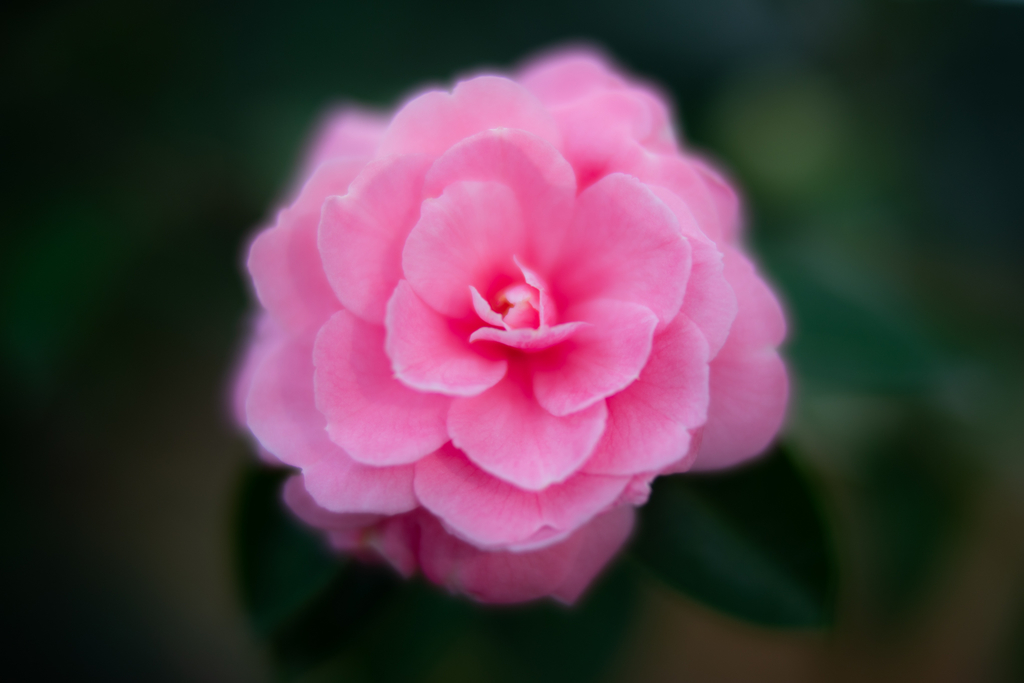f:id:Paradisia:20190217165205j:plain