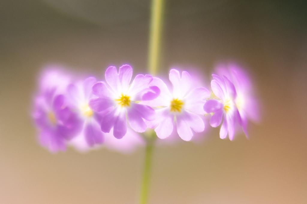 f:id:Paradisia:20190218185117j:plain