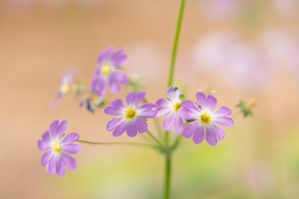 f:id:Paradisia:20190218200236j:plain