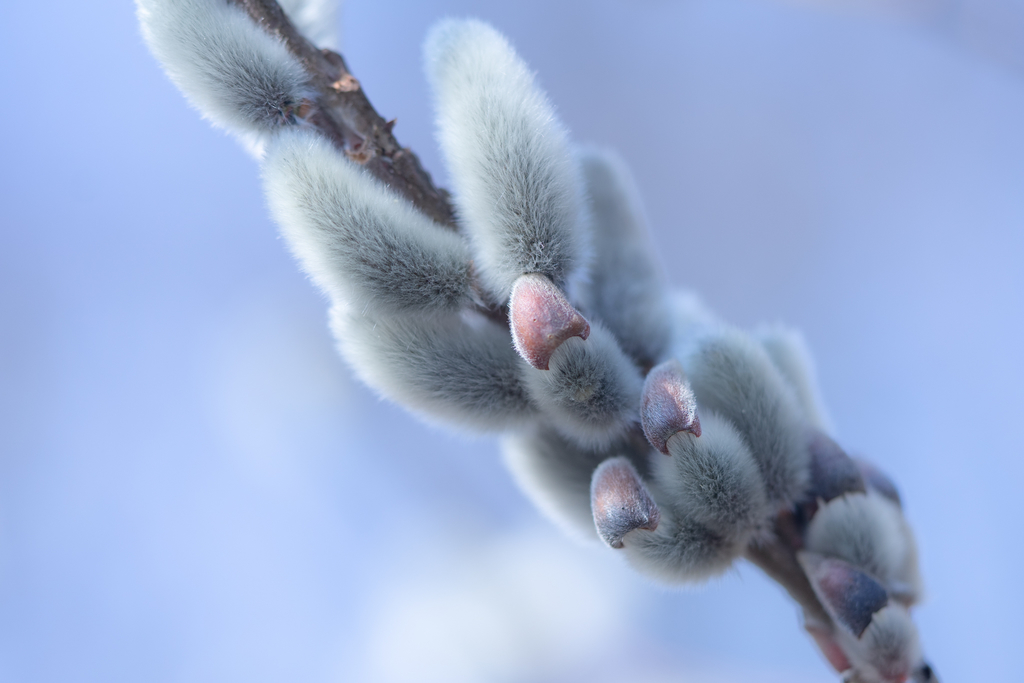 f:id:Paradisia:20190222190030j:plain