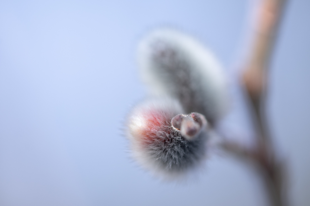 f:id:Paradisia:20190222190107j:plain