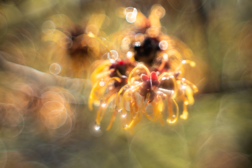 f:id:Paradisia:20190226205529j:plain