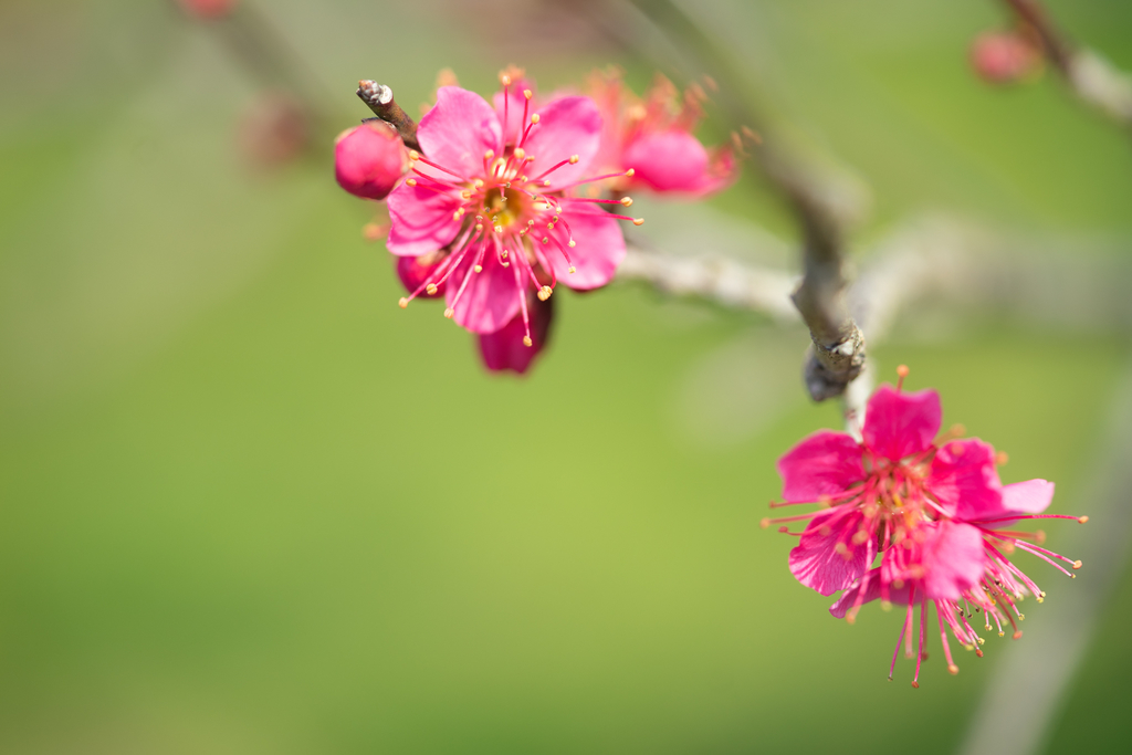 f:id:Paradisia:20190227193834j:plain