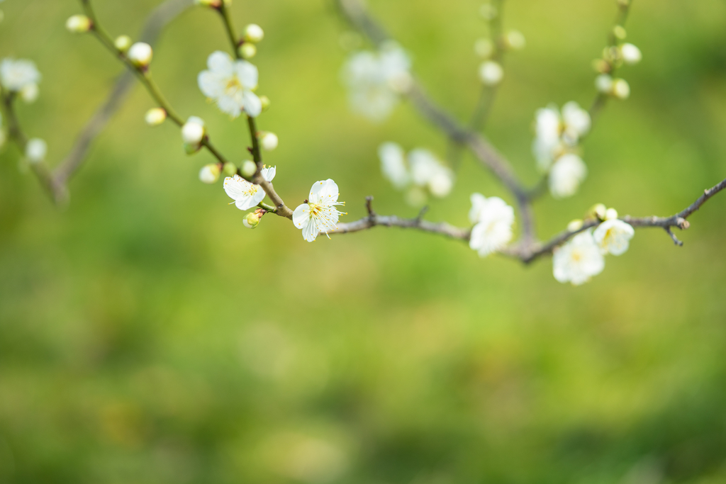 f:id:Paradisia:20190227193925j:plain
