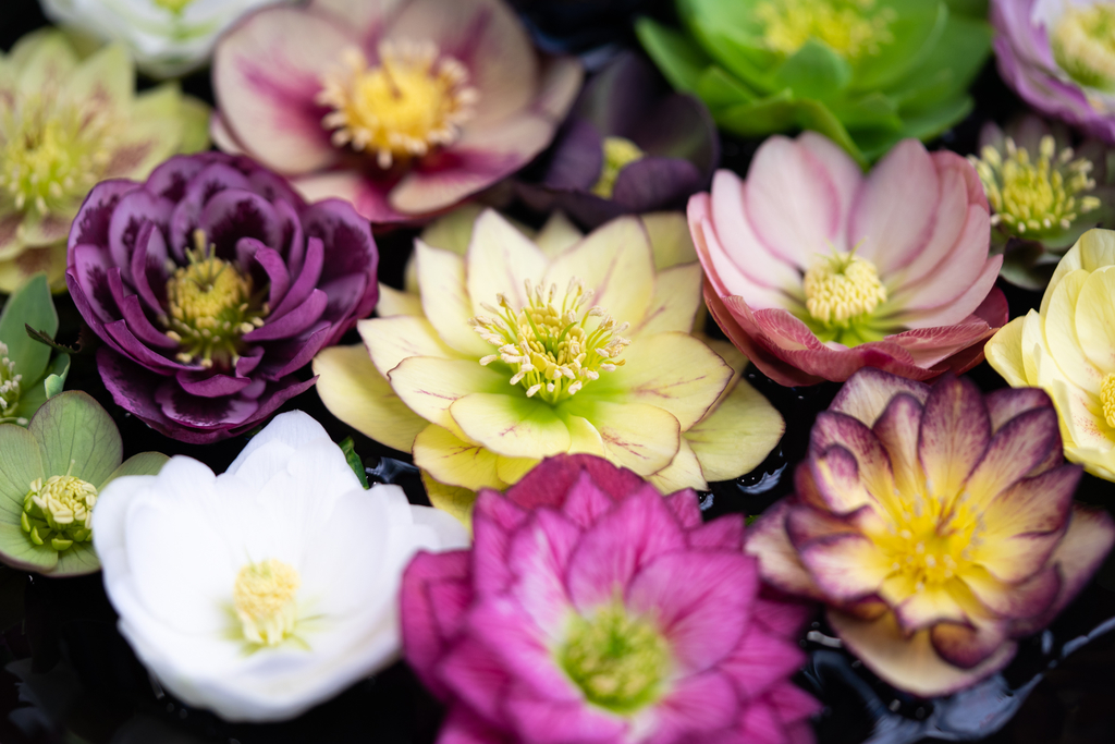 パープル系のクリスマスローズ - 光と風と薔薇と