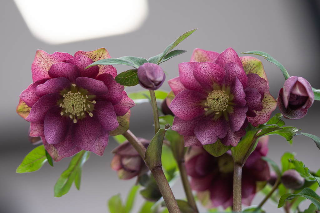 パープル系のクリスマスローズ 光と風と薔薇と