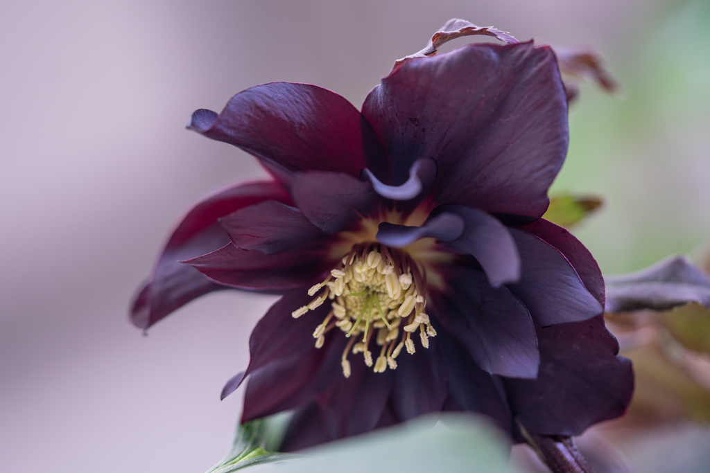 濃い紫～チョコレート色　ダブル　クリスマスローズ 楽天市場】クリスマスローズ ダブル 開花株 ダークパープル黒ピコ 5号