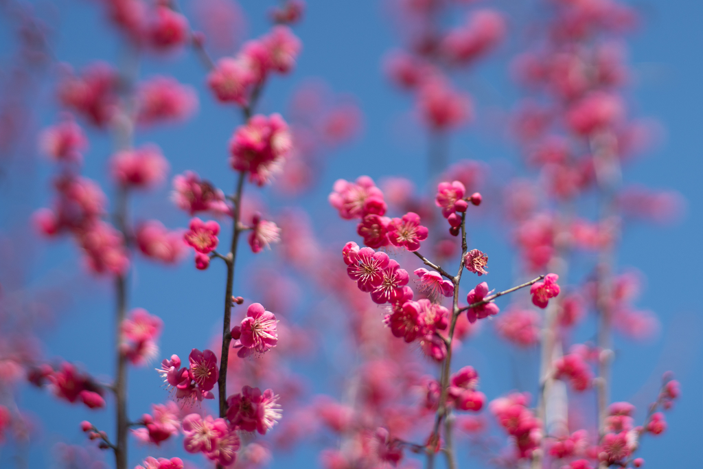 f:id:Paradisia:20190228061934j:plain f:id:Paradisia:20190228061934j:plain
