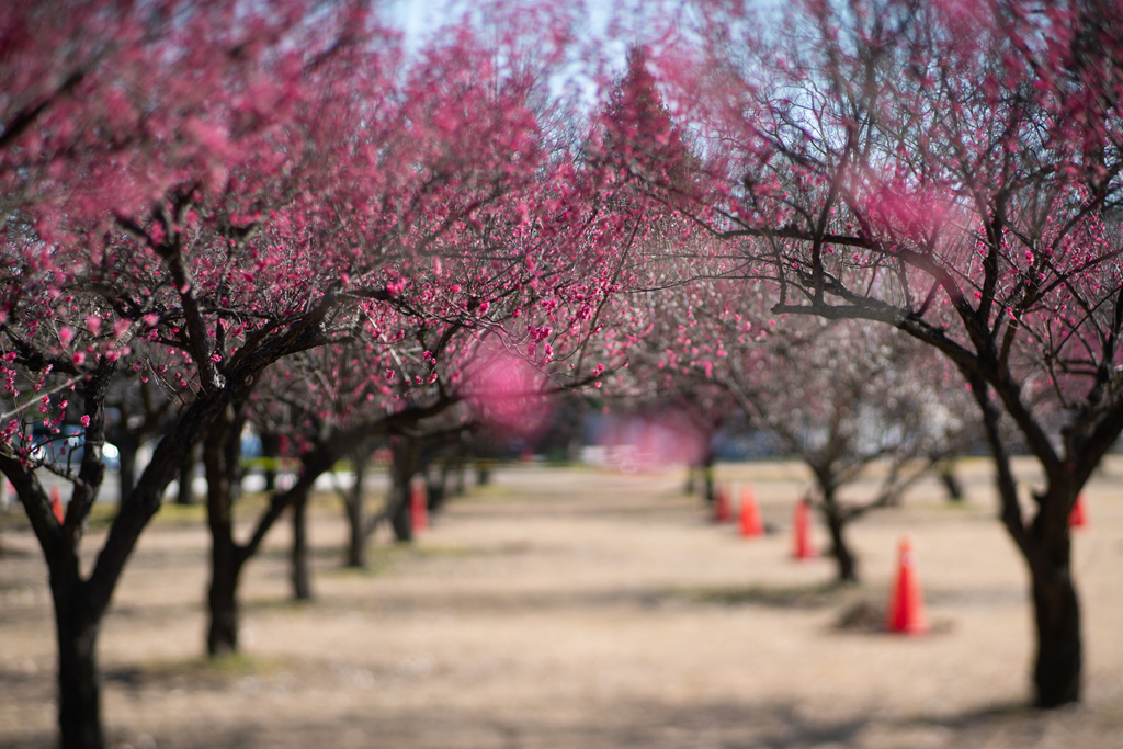 f:id:Paradisia:20190228062035j:plain f:id:Paradisia:20190228062035j:plain