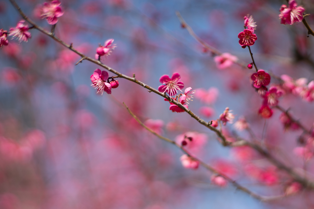 f:id:Paradisia:20190228062054j:plain f:id:Paradisia:20190228062054j:plain