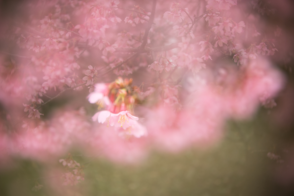 f:id:Paradisia:20190228191303j:plain f:id:Paradisia:20190228191303j:plain