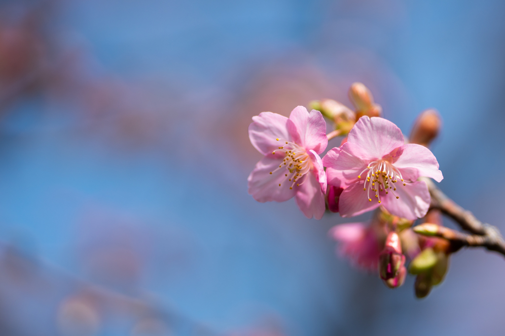 f:id:Paradisia:20190302181434j:plain