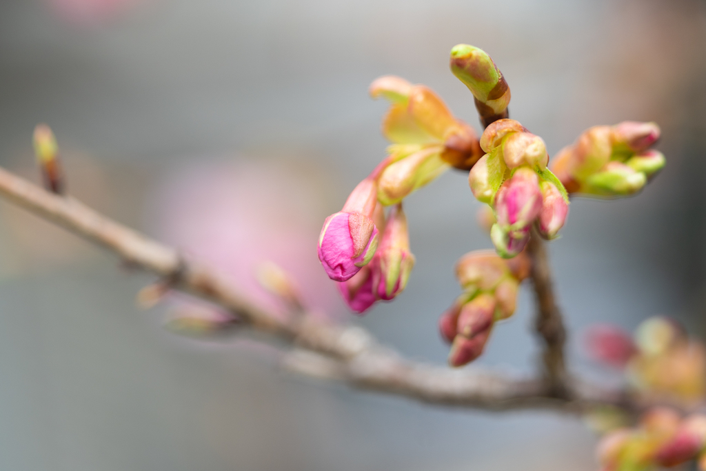 f:id:Paradisia:20190302181458j:plain