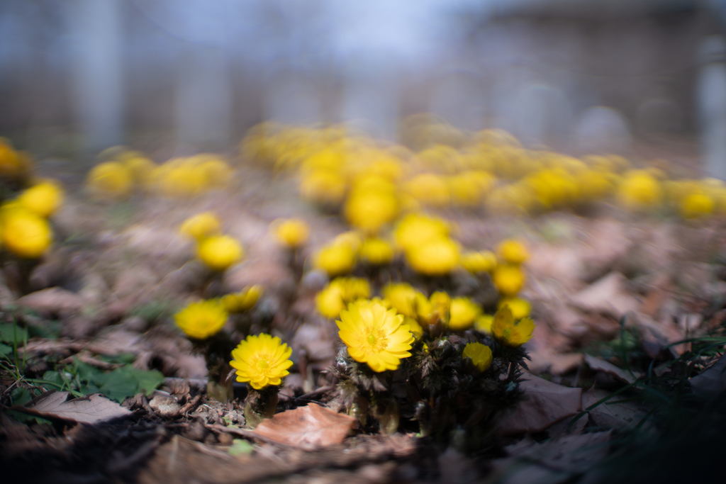 f:id:Paradisia:20190304193444j:plain