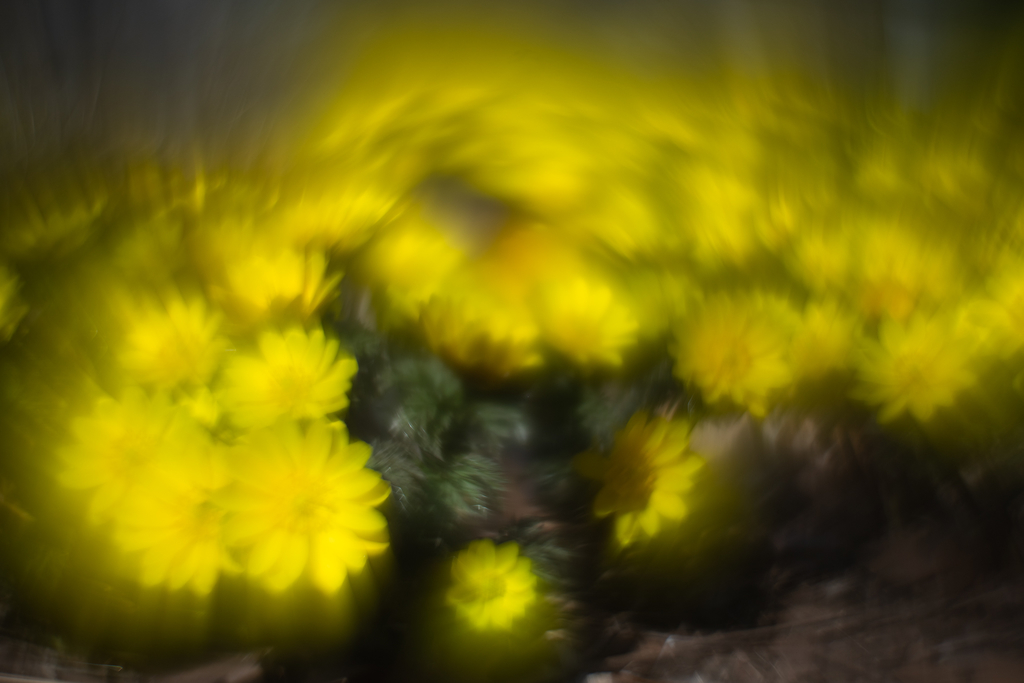 f:id:Paradisia:20190304194049j:plain