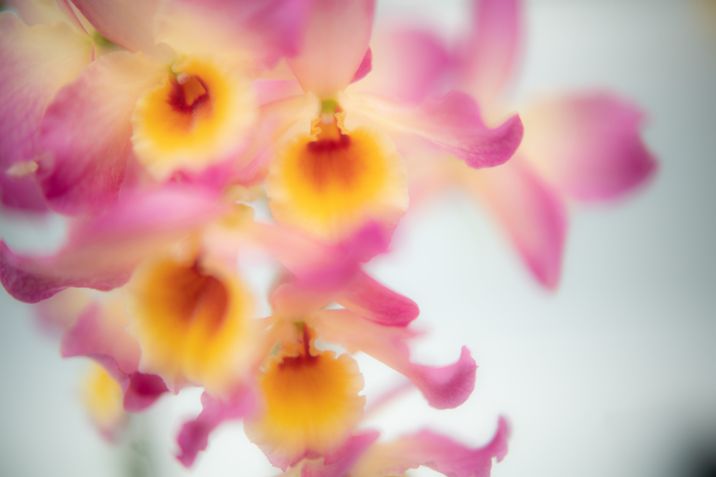 f:id:Paradisia:20190304201004j:plain