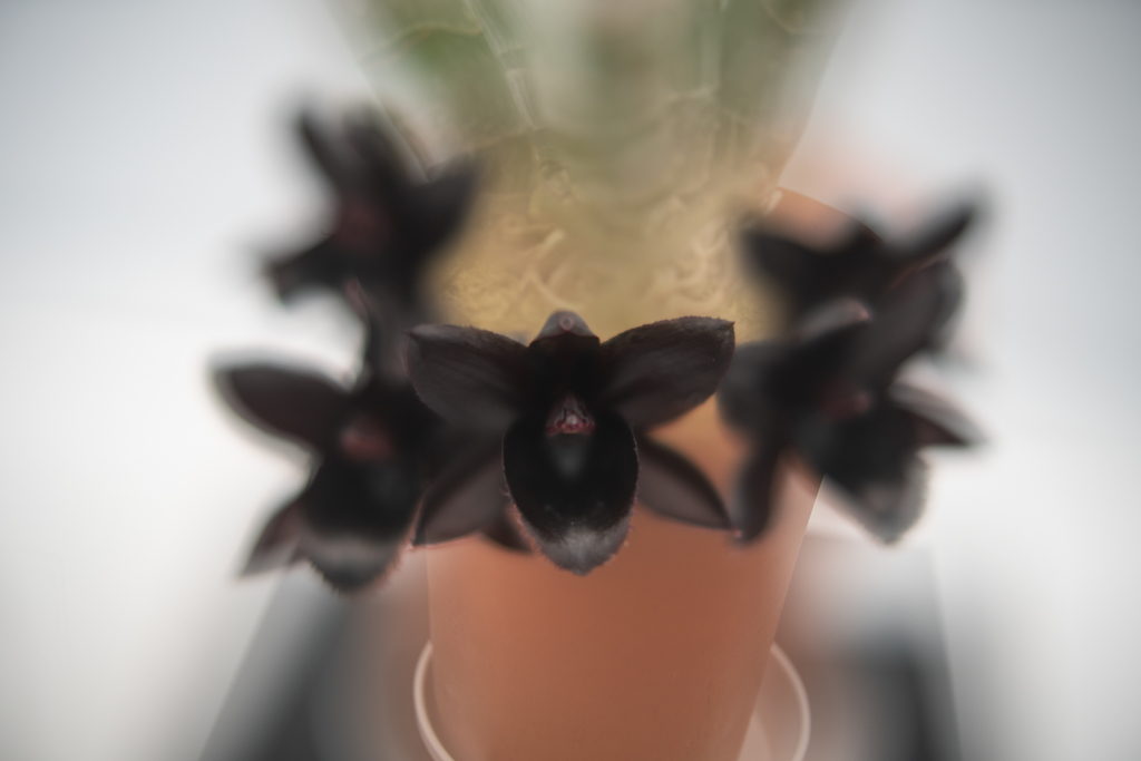 f:id:Paradisia:20190304201807j:plain