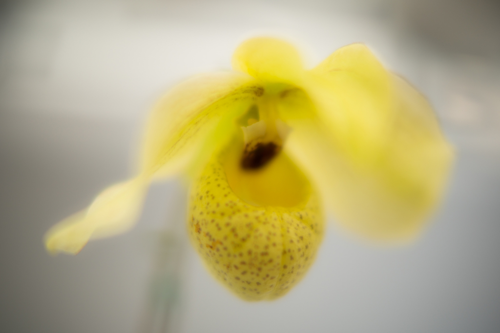 f:id:Paradisia:20190304202317j:plain