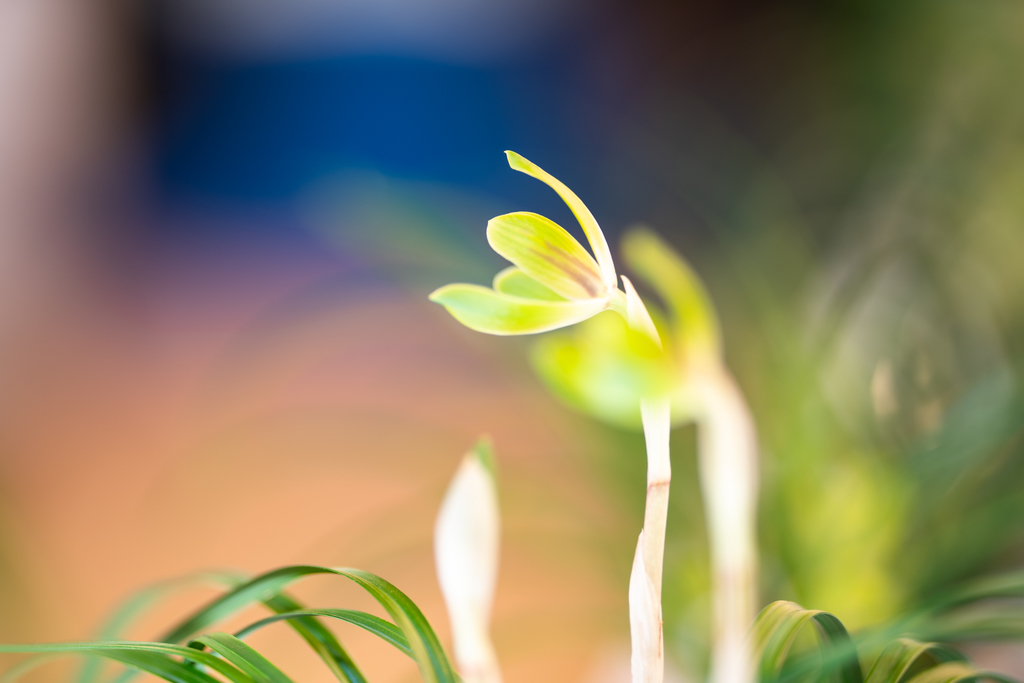 f:id:Paradisia:20190305200832j:plain