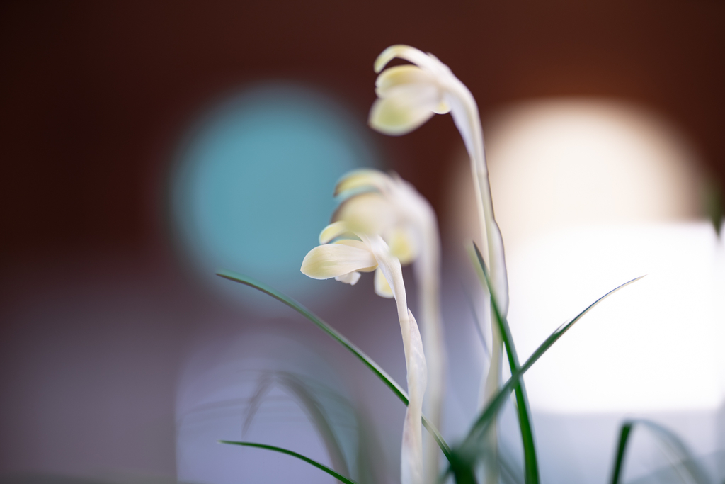 f:id:Paradisia:20190305201017j:plain f:id:Paradisia:20190305201017j:plain