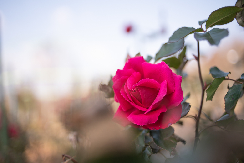 f:id:Paradisia:20190306125745j:plain