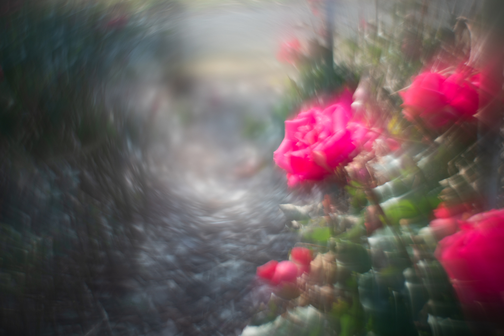 f:id:Paradisia:20190306130122j:plain
