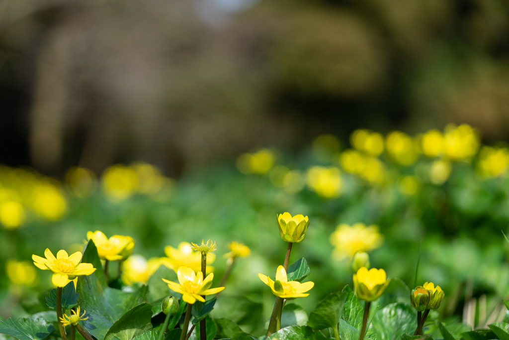 f:id:Paradisia:20190306132115j:plain f:id:Paradisia:20190306132115j:plain