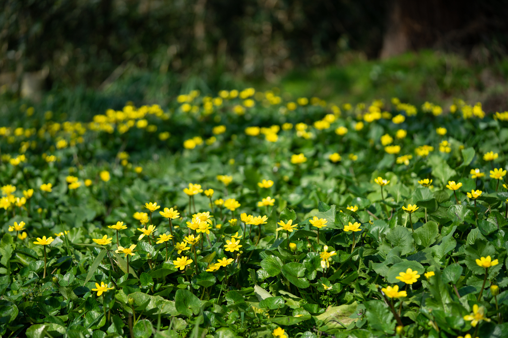 f:id:Paradisia:20190306132134j:plain f:id:Paradisia:20190306132134j:plain