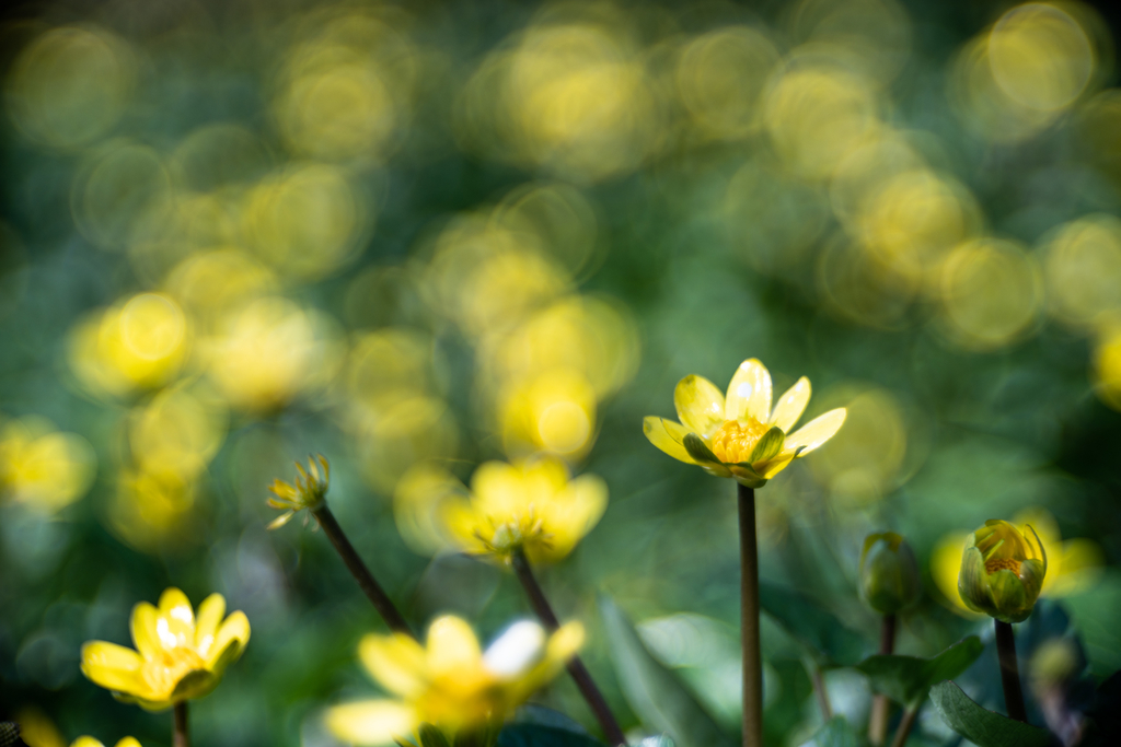 f:id:Paradisia:20190306132221j:plain