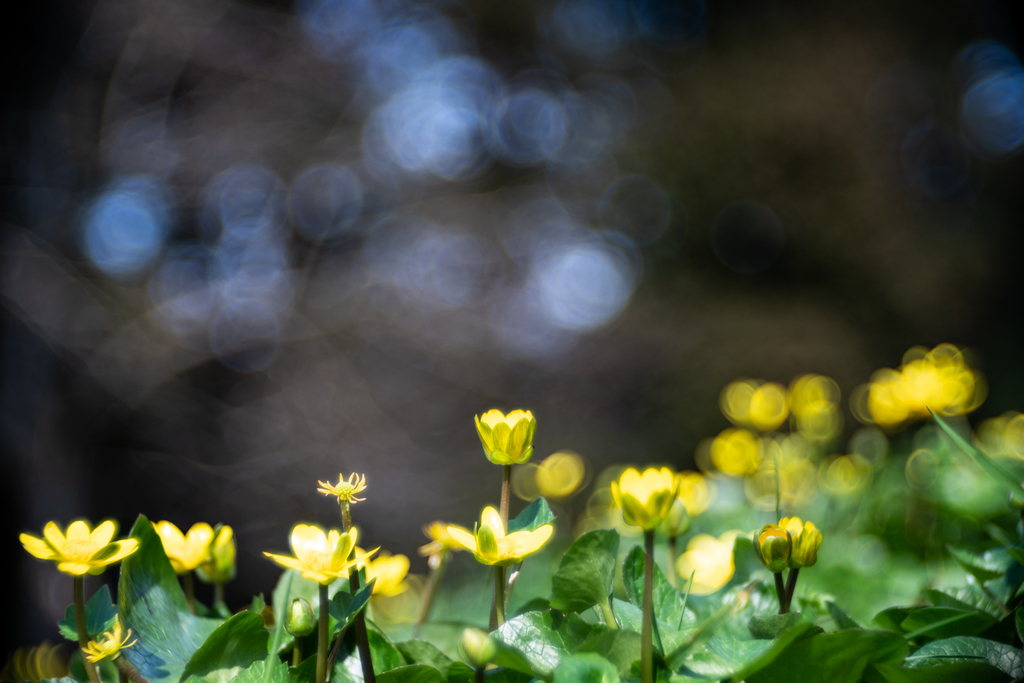 f:id:Paradisia:20190306132252j:plain