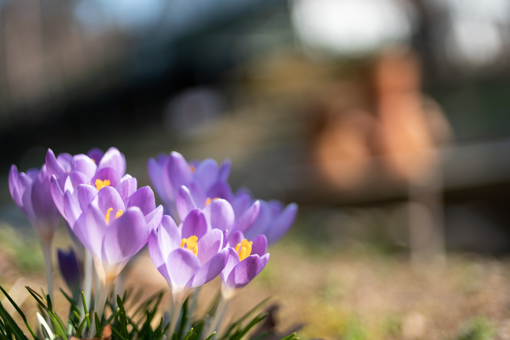 f:id:Paradisia:20190306134637j:plain f:id:Paradisia:20190306134637j:plain