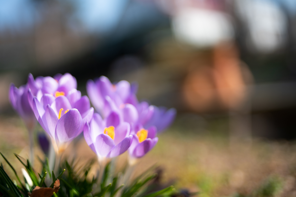 f:id:Paradisia:20190306134656j:plain f:id:Paradisia:20190306134656j:plain