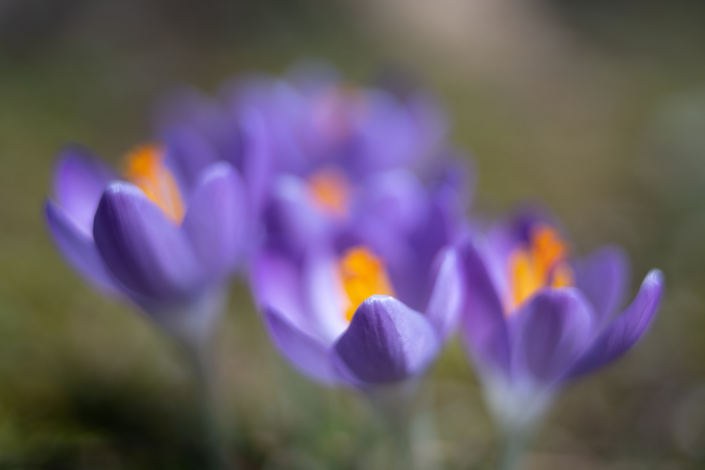 f:id:Paradisia:20190306134935j:plain