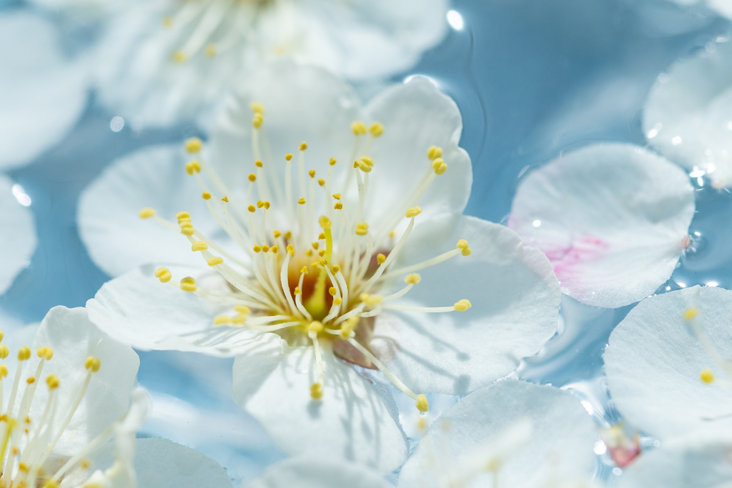f:id:Paradisia:20190306140846j:plain
