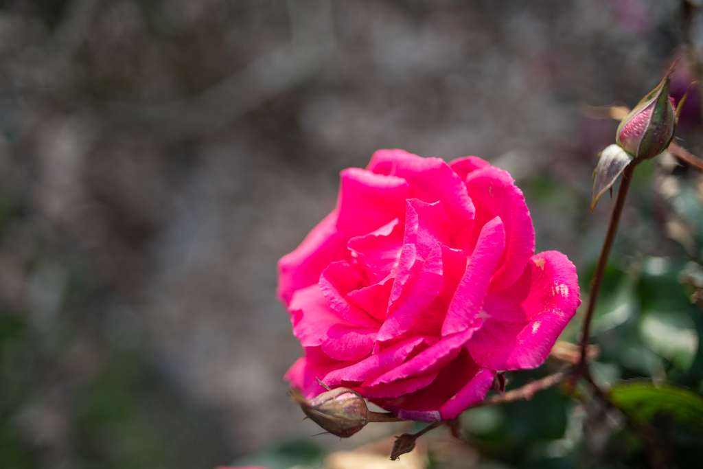 f:id:Paradisia:20190306204842j:plain f:id:Paradisia:20190306204842j:plain