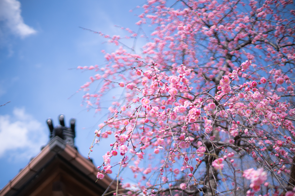 f:id:Paradisia:20190308201159j:plain