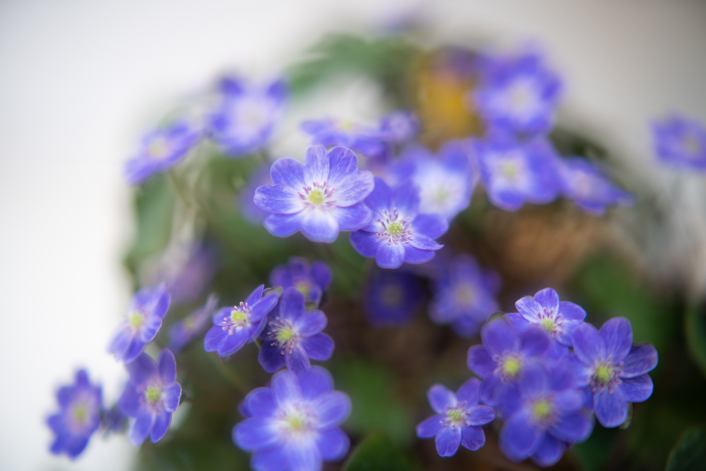 f:id:Paradisia:20190308204010j:plain f:id:Paradisia:20190308204010j:plain