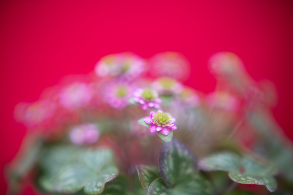 f:id:Paradisia:20190308204034j:plain f:id:Paradisia:20190308204034j:plain