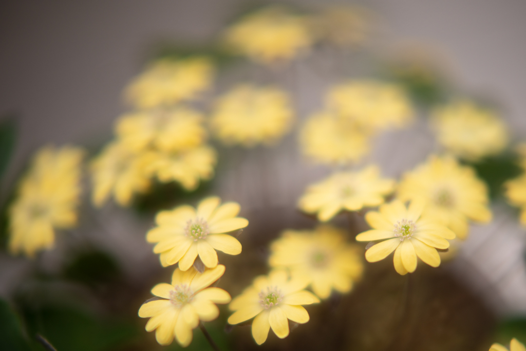 f:id:Paradisia:20190308204114j:plain f:id:Paradisia:20190308204114j:plain