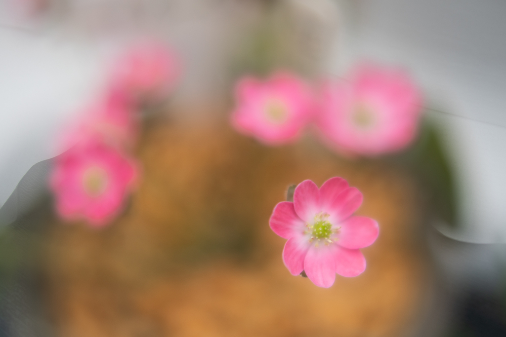 f:id:Paradisia:20190308204137j:plain f:id:Paradisia:20190308204137j:plain