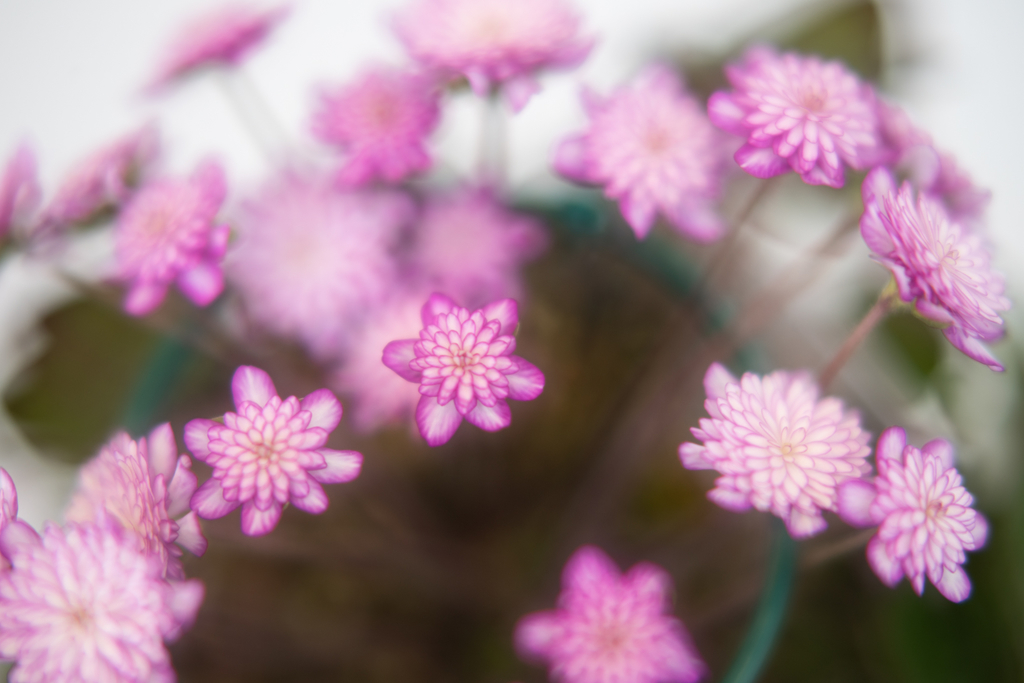 f:id:Paradisia:20190308204224j:plain f:id:Paradisia:20190308204224j:plain